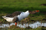 Drinkende grauwe gans (Anser anser), Arkemheen